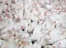 chicken for sale One piece 9 And if anyone please just call in my number I have 5000 piece chicken for sale One piece 9 And if anyone please just call in my number I have 5000 piece