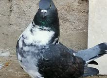 فحل كنك فحل كنك