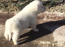 pets alaskian pets alaskian