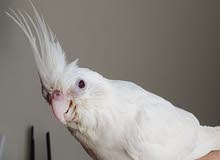 Tamed Albino Cockatiel Red-eyed Tamed Albino Cockatiel Red-eyed