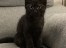70 days old male kitten قط ذكر مرح عمره شهران و 10 أيام 70 days old male kitten قط ذكر مرح عمره شهران و 10 أيام