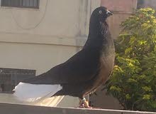 5طايرات في جبل التاج