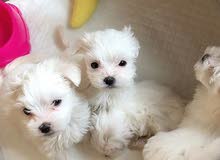 Cute Maltese Puppies Available Cute Maltese Puppies Available