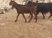 طرابلس عشر معزه السن من التنى الى الجامعه عشار وحده والده طرابلس عشر معزه السن من التنى الى الجامعه عشار وحده والده