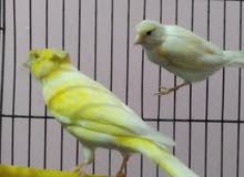 ذكر وأنثى كناري ذكر وأنثى كناري