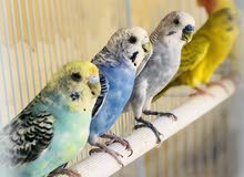 4 باجي ازواج منتج 4 باجي ازواج منتج