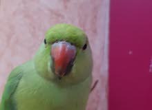 بغبغا دره انثى بغبغا دره انثى