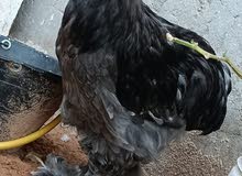 Rooster Cochin Rooster Cochin
