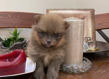teacup pomerenian puppies, pure breed