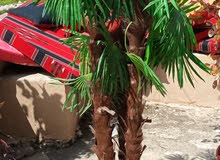 3 اشجار اصطناعية 3 اشجار اصطناعية