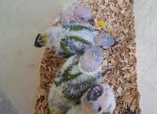 فروخ صن كنيور للبيع sunconure chicks for sale