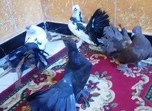 متاح 4زواج عرايس كلهن رس امريكي متاح 4زواج عرايس كلهن رس امريكي