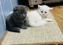 British Scottish Kitten British Scottish Kitten