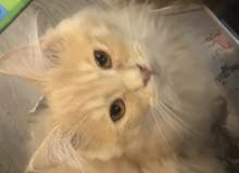 قط شيرازي قط شيرازي