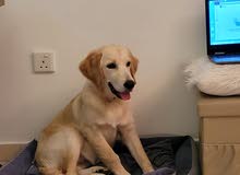 golden retreiver golden retreiver