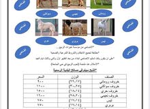 اضاحي العيد اضاحي العيد