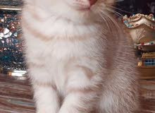 Scottish Fold Shorthair kitten for sale قطة سكوتش فولد للبيع