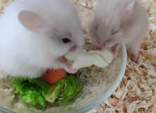 Hamster babies Hamster babies