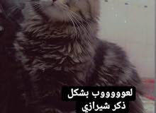 السلام عليكم قط شيرازي فحل العمر سنخ السلام عليكم قط شيرازي فحل العمر سنخ