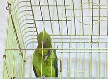 حبتين درة للبيع