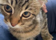 Scottish Kitten hot deal Scottish Kitten hot deal