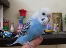 Budgie Breeding Pair and Chicks Budgie Breeding Pair and Chicks