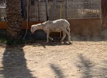 للبيع كبش رملي للبيع كبش رملي