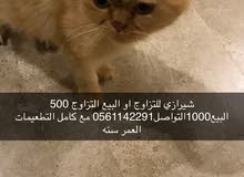 شيرازي للتزواج او البيع500،1000 شيرازي للتزواج او البيع500،1000