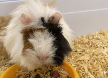 للبيع Guinea pig للبيع Guinea pig