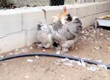 للبيع بيض مخصب براهما لون الامهات مكس للبيع بيض مخصب براهما لون الامهات مكس