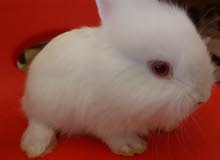 Cute Lionhead Bunny Cute Lionhead Bunny