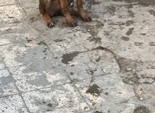مالينو نثيه مالينو نثيه