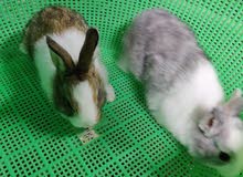 ارانب الوان مختلفه rabbits different color ارانب الوان مختلفه rabbits different color