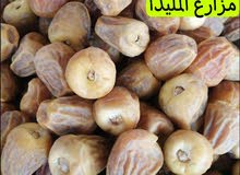 تمر سكري مفتل تمر سكري مفتل