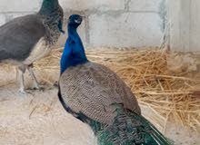 جوز طاووس للبيع