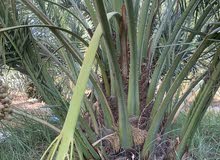 فسائل نخيل برحي (خط ونخله وفسفورة) فسائل نخيل برحي (خط ونخله وفسفورة)