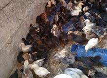 صوص بلدي  بناديق بكستاني  صحه ونضافه
