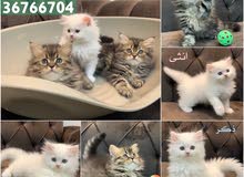 كتن للبيع kitten for sale 50bd كتن للبيع kitten for sale 50bd