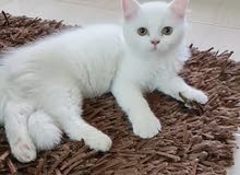 ADORABLE PERSIAN CATS FOR SALE ADORABLE PERSIAN CATS FOR SALE