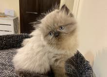 kitten for sale  قطط للبيع