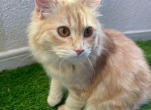 Persian kitten Persian kitten