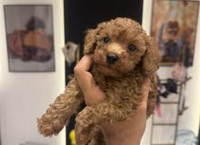 توي بودي toy poodle