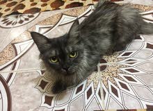 قطه شيرازي قطه شيرازي