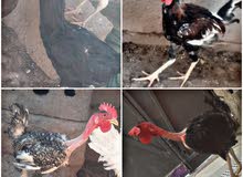ديج عربي ابو رگیبه سعر الواحد 15 الف مكاني البصره التنومه ديج عربي ابو رگیبه سعر الواحد 15 الف مكاني البصره التنومه