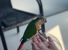 green cheeked yellow sided conure friendly