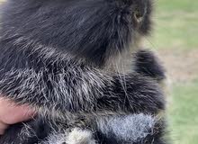 الارنب القزم واللوب والتيدي بير dwarf lop and teddy bear bunnies الارنب القزم واللوب والتيدي بير dwarf lop and teddy bear bunnies