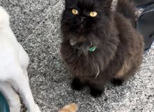 Angorra black hairy Angorra black hairy