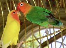 زوج (عصفورين) طيور الحب love birds زوج (عصفورين) طيور الحب love birds