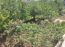 190m2 4 Bedrooms Apartments for Rent in Ajloun I'bbeen