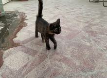 Cat for sale (free) Cat for sale (free)